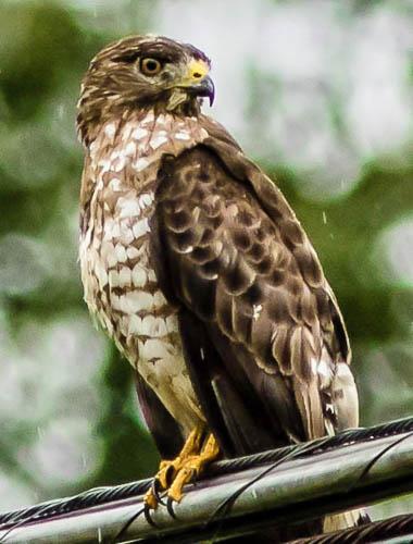 Red-shouldered Hawk (Eastern) Photo by Terry Campbell