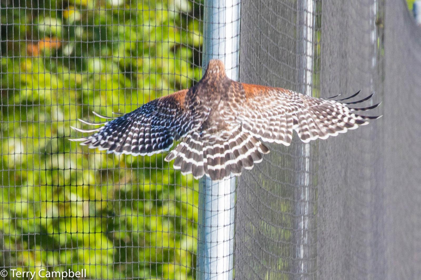 Red-shouldered Hawk (Eastern) Photo by Terry Campbell