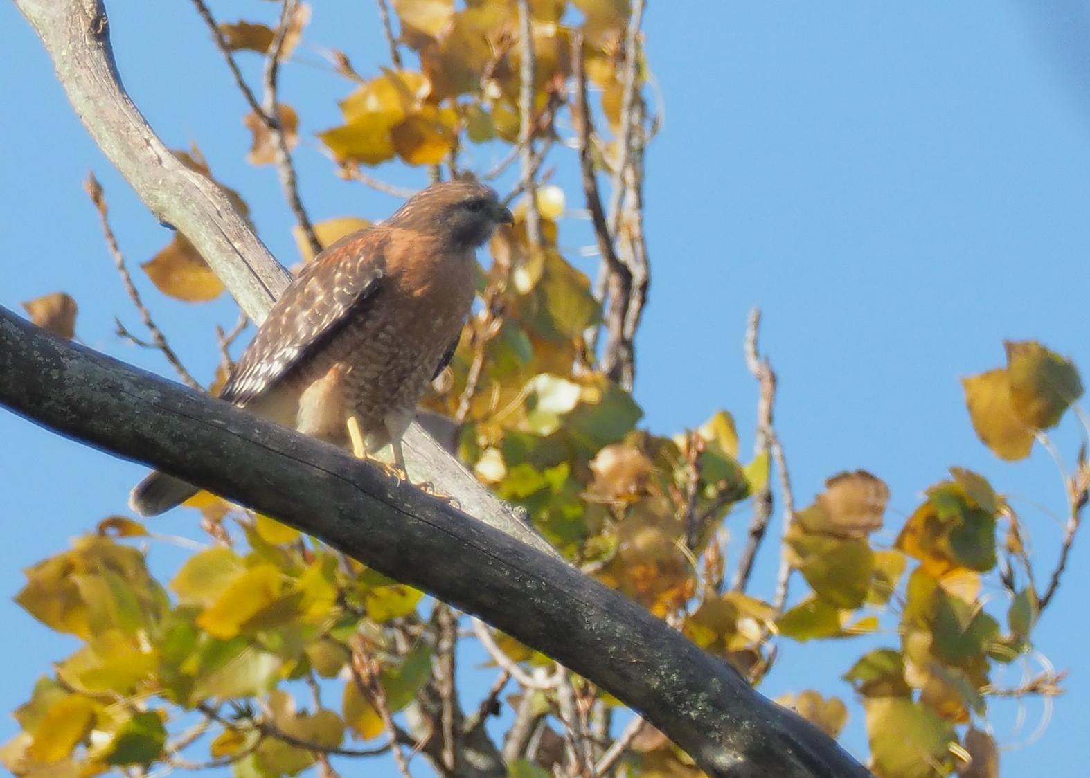Red-shouldered Hawk (Eastern) Photo by Jeffery Sole