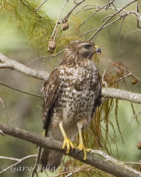 Red-shouldered Hawk (Eastern) Photo by Gary Villa