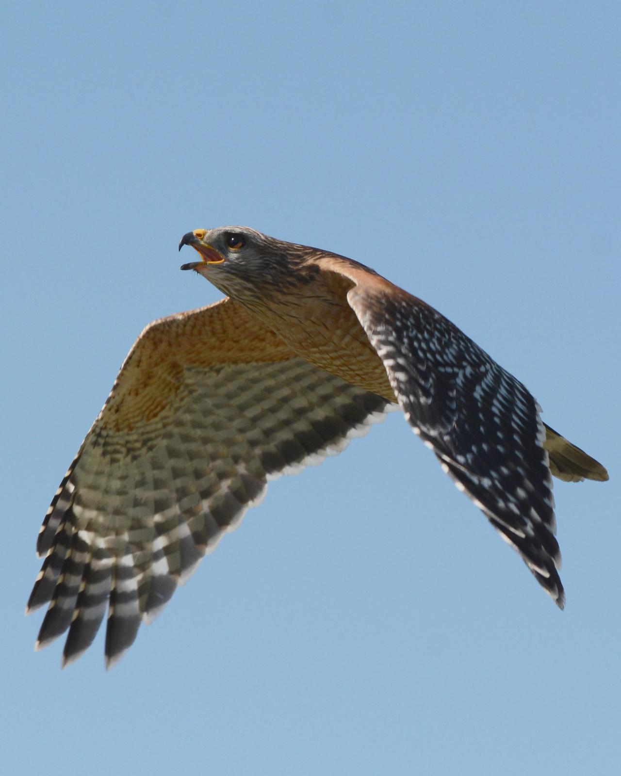 Red-shouldered Hawk (extimus) Photo by David Hollie