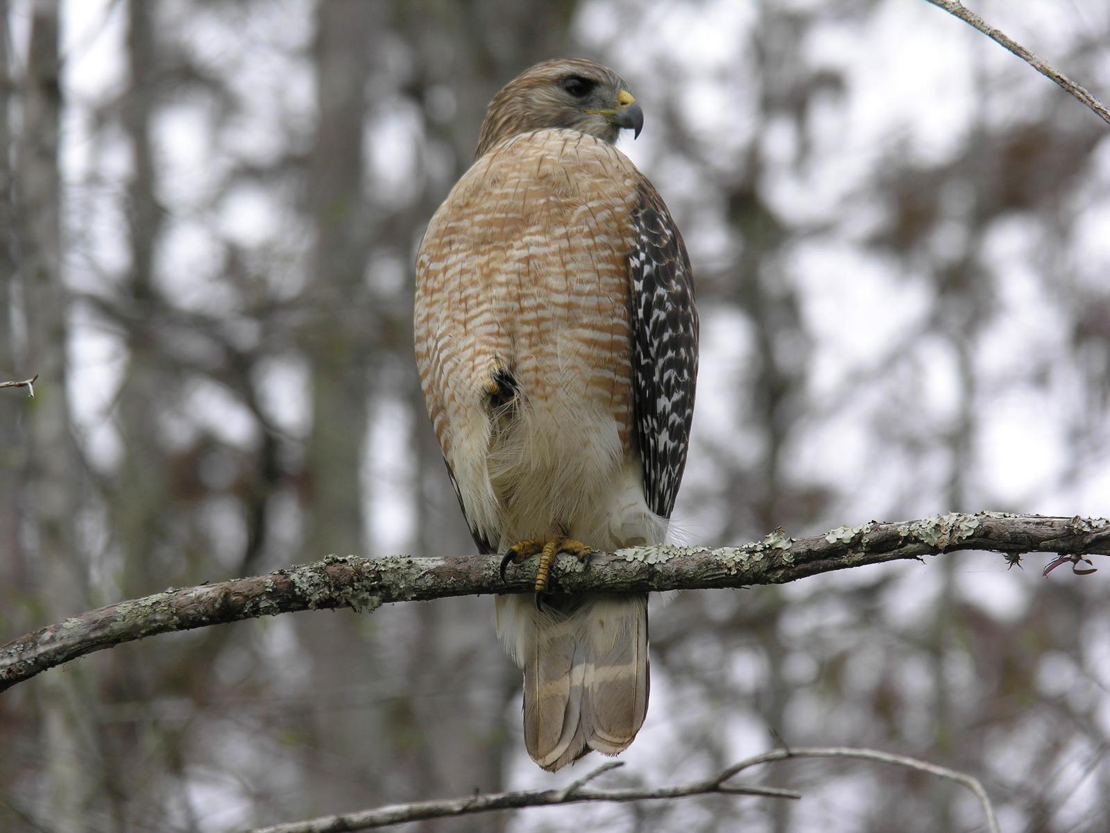 Red-shouldered Hawk (extimus) Photo by Tom Shreve