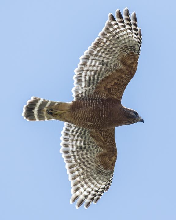 Red-shouldered Hawk (elegans) Photo by Anthony Gliozzo