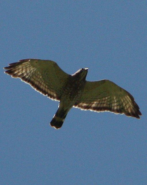 Broad-winged Hawk Photo by Andrew Core