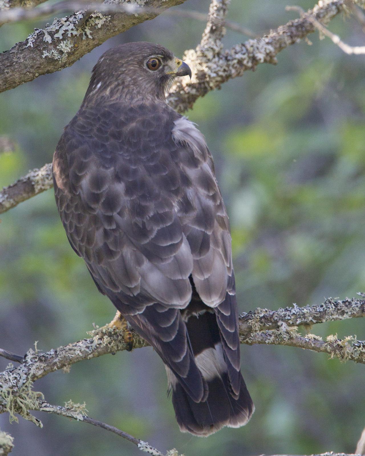 Broad-winged Hawk Photo by Jeff Moore