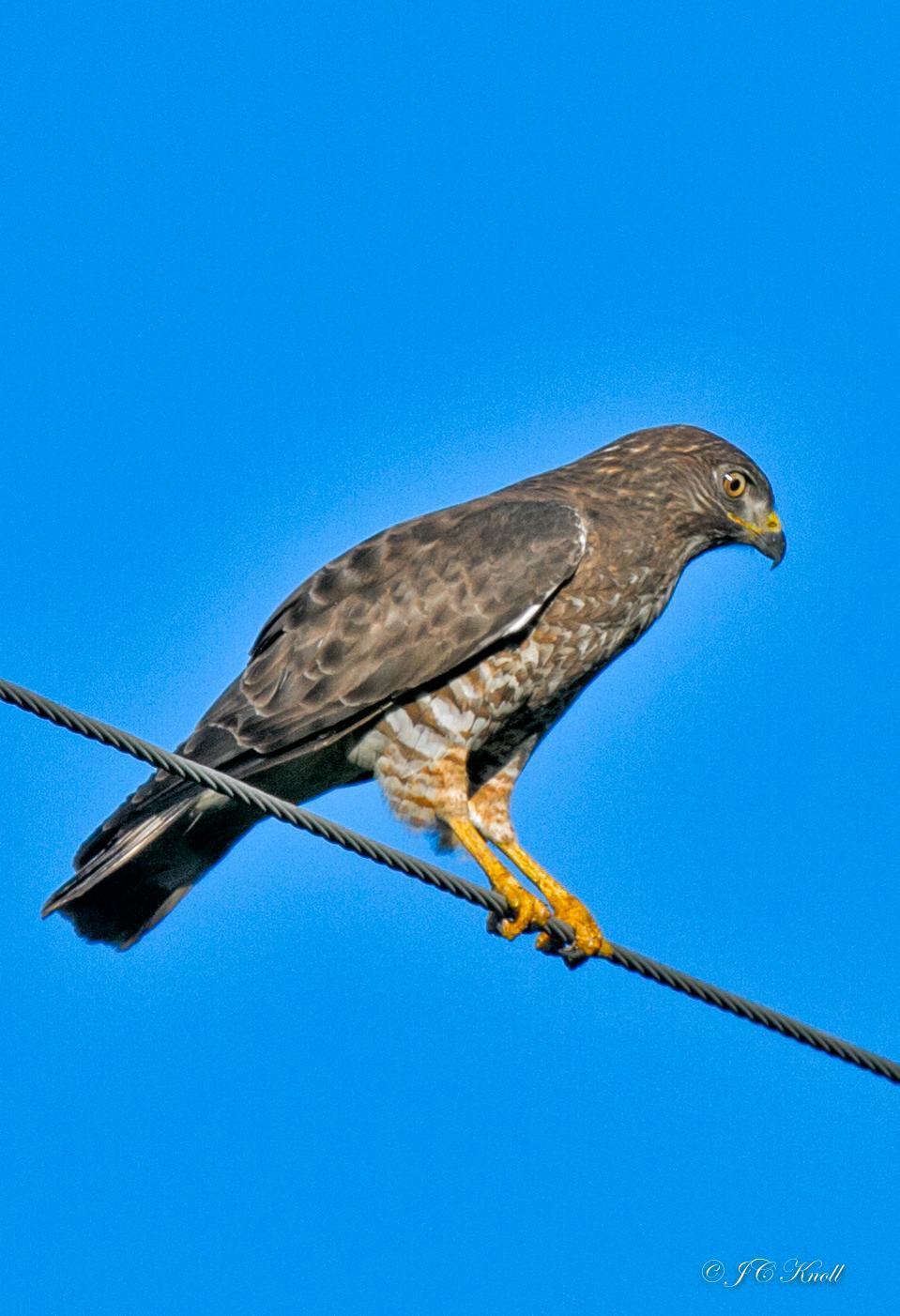 Broad-winged Hawk Photo by JC Knoll