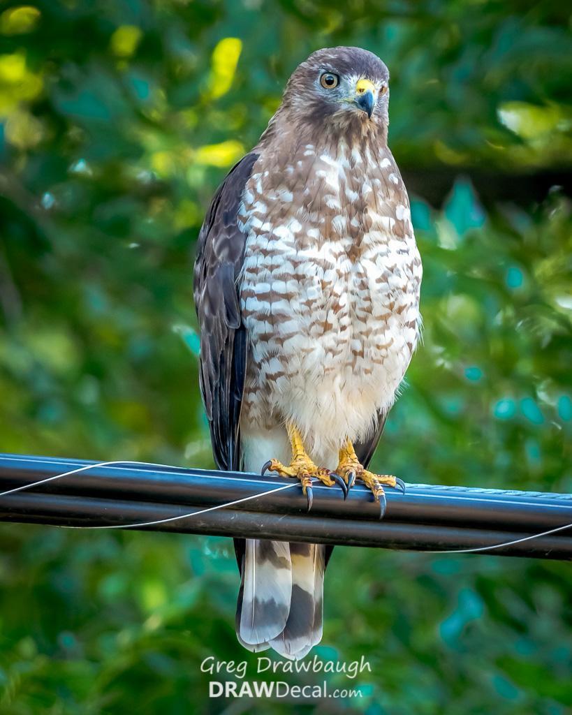 Broad-winged Hawk Photo by Greg Drawbaugh