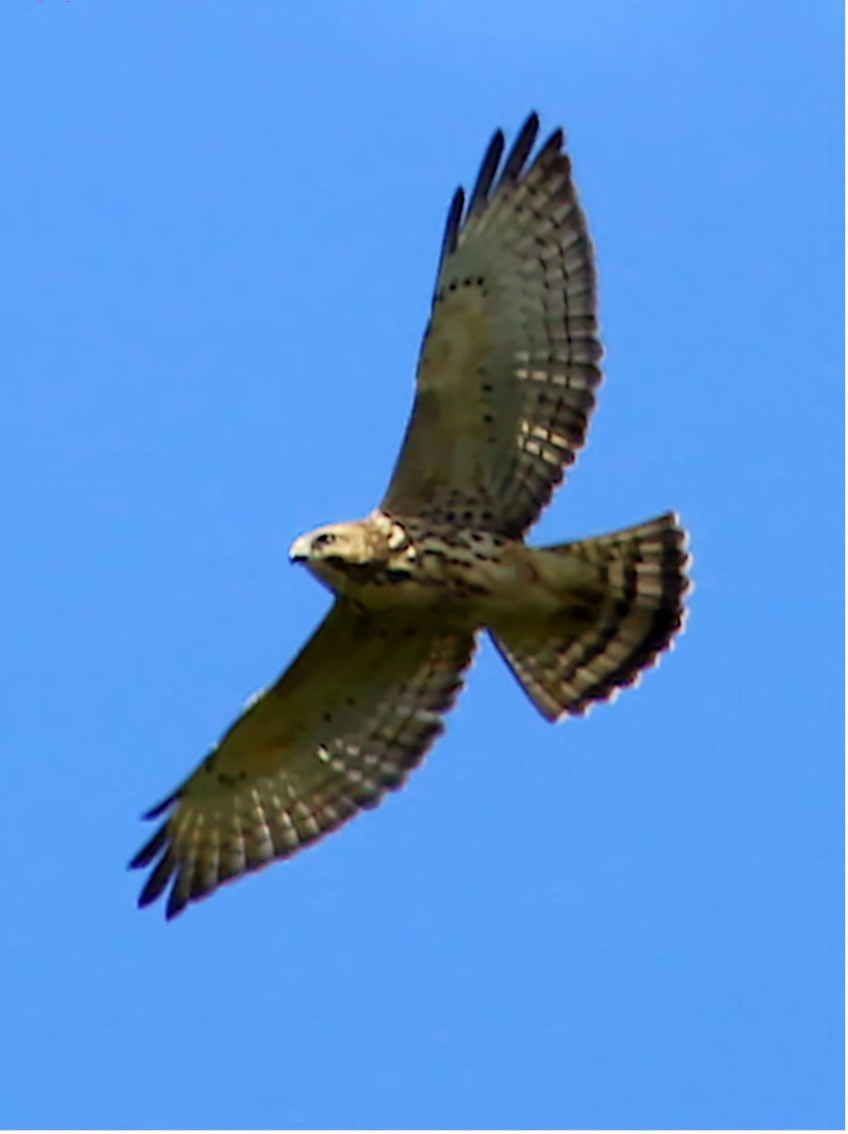Broad-winged Hawk Photo by Dan Tallman