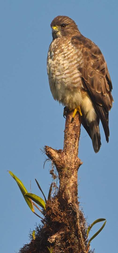 Broad-winged Hawk Photo by Andrew Pittman