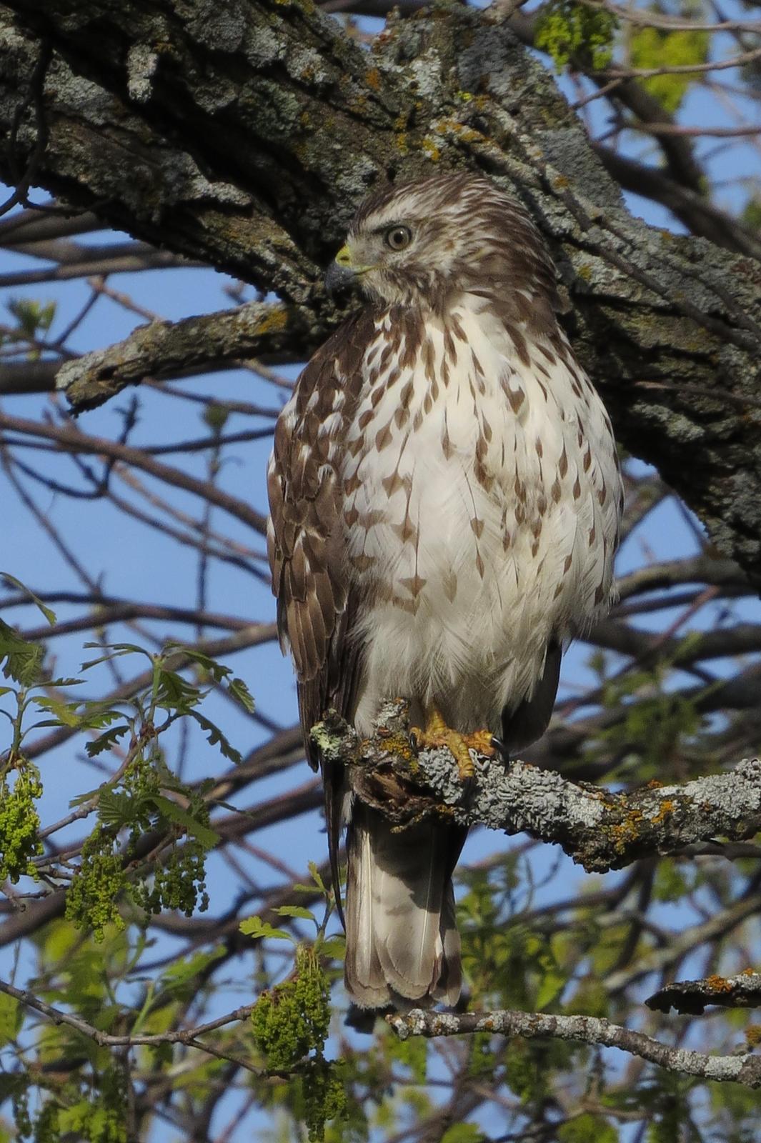 Broad-winged Hawk Photo by Bob Neugebauer