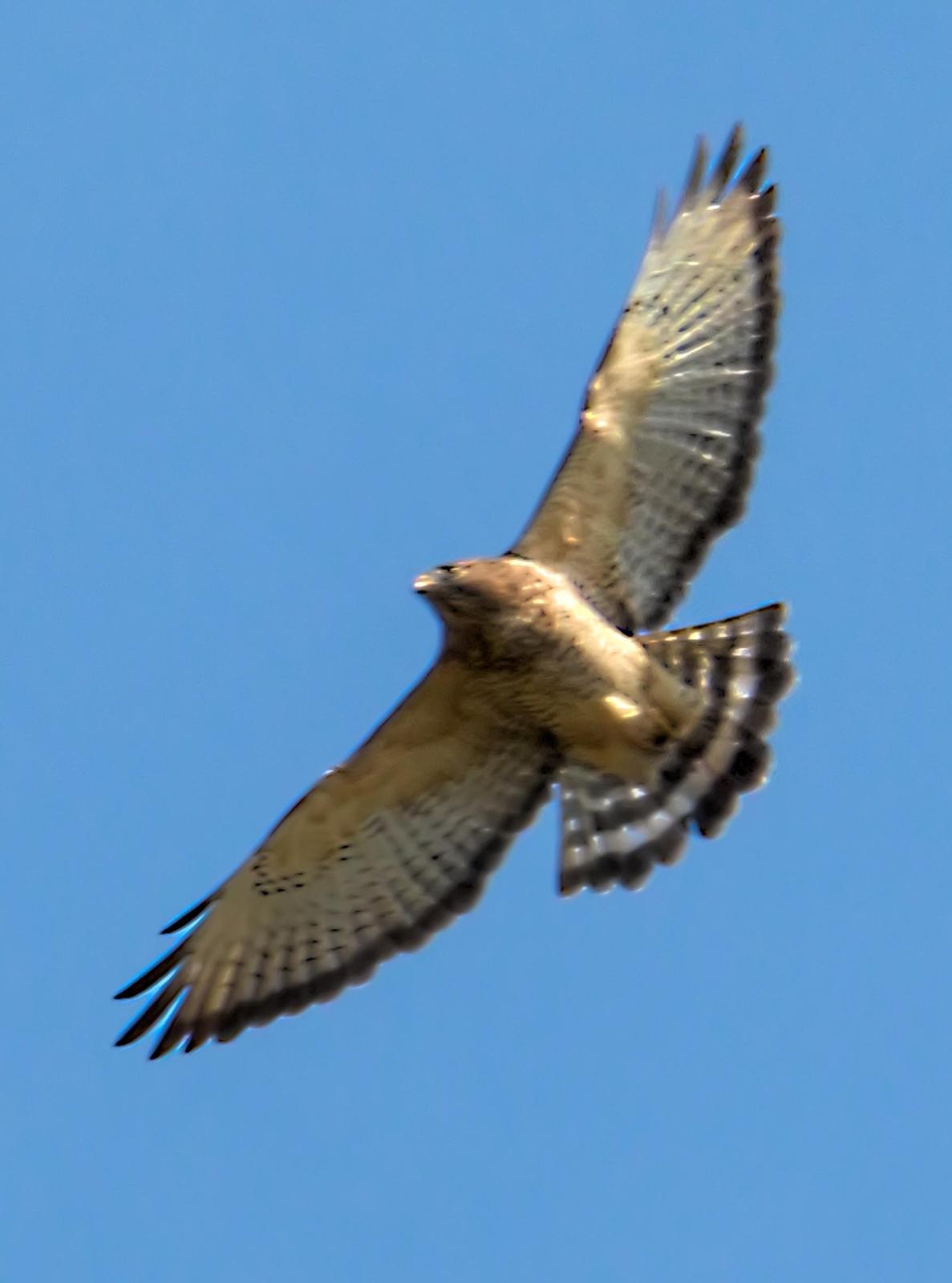 Broad-winged Hawk Photo by Dan Tallman