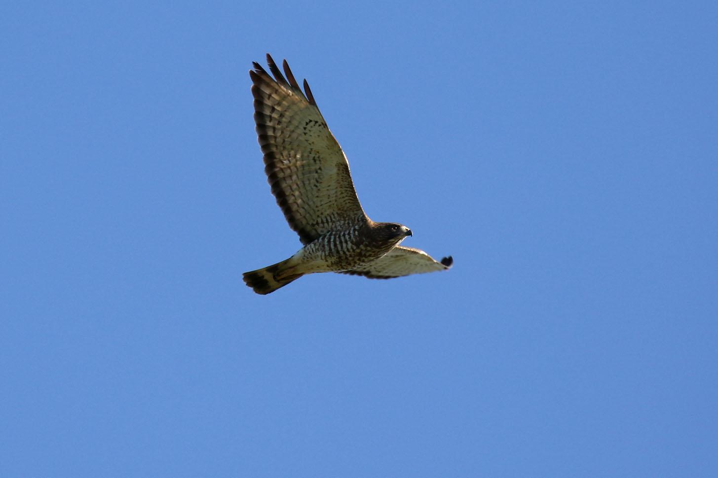 Broad-winged Hawk Photo by Kristy Baker