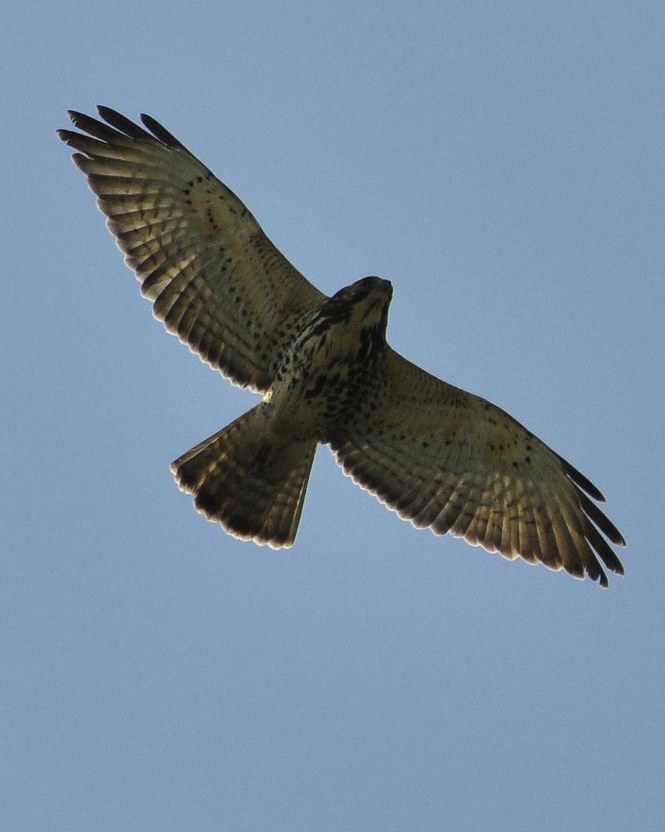Broad-winged Hawk Photo by Steve Tucker