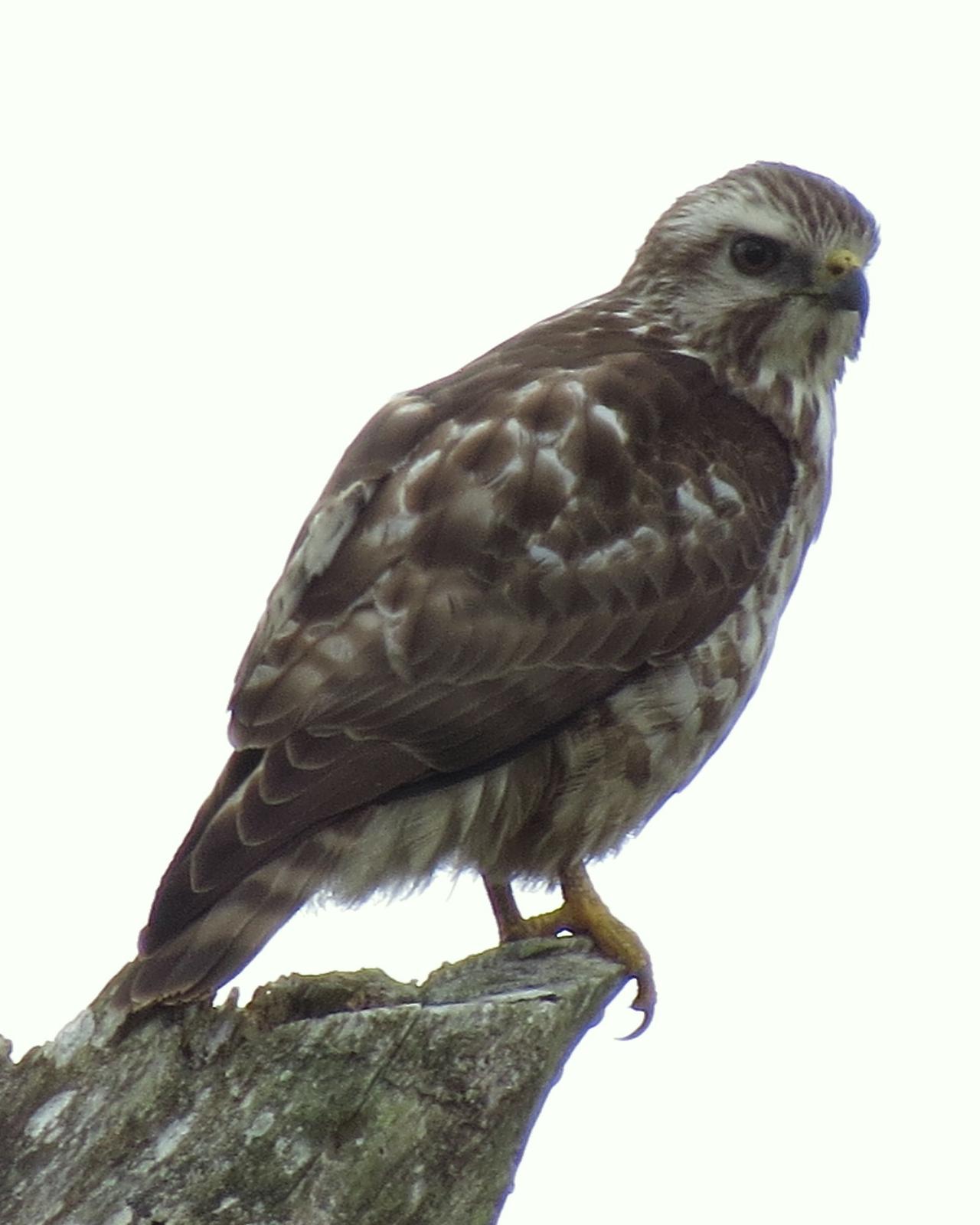 Broad-winged Hawk Photo by Drew Weber