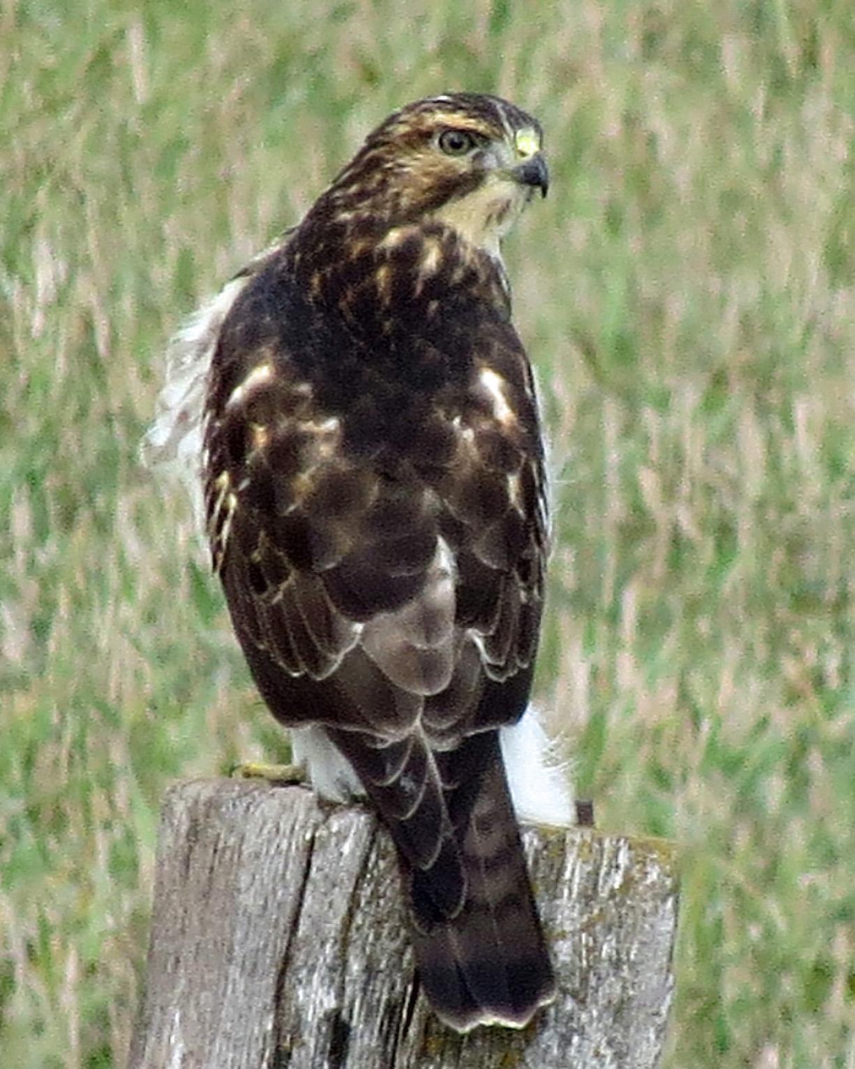 Broad-winged Hawk Photo by Kelly Preheim