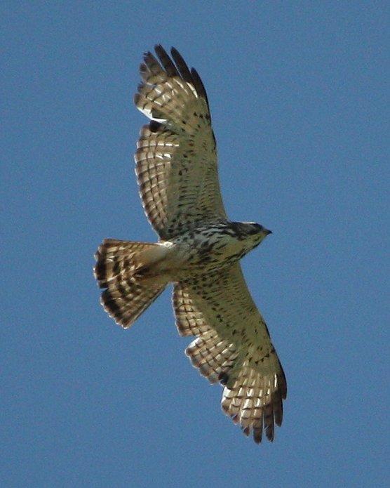 Broad-winged Hawk Photo by Andrew Core