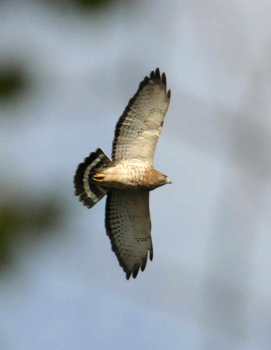 Broad-winged Hawk (Northern) Photo by Steven Mlodinow