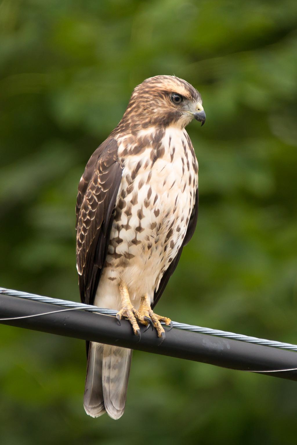 Broad-winged Hawk (Northern) Photo by Denis Rivard