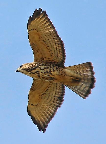 Broad-winged Hawk (Northern) Photo by Dan Tallman