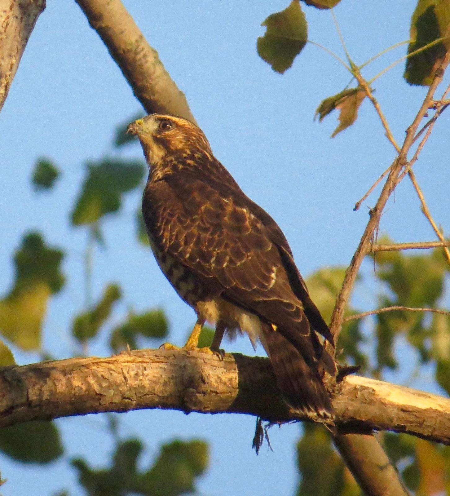 Broad-winged Hawk (Northern) Photo by Don Glasco