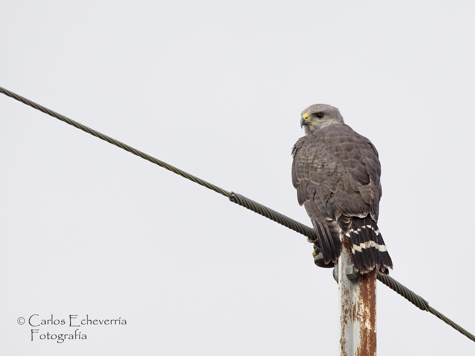 Gray Hawk Photo by Carlos Echeverría