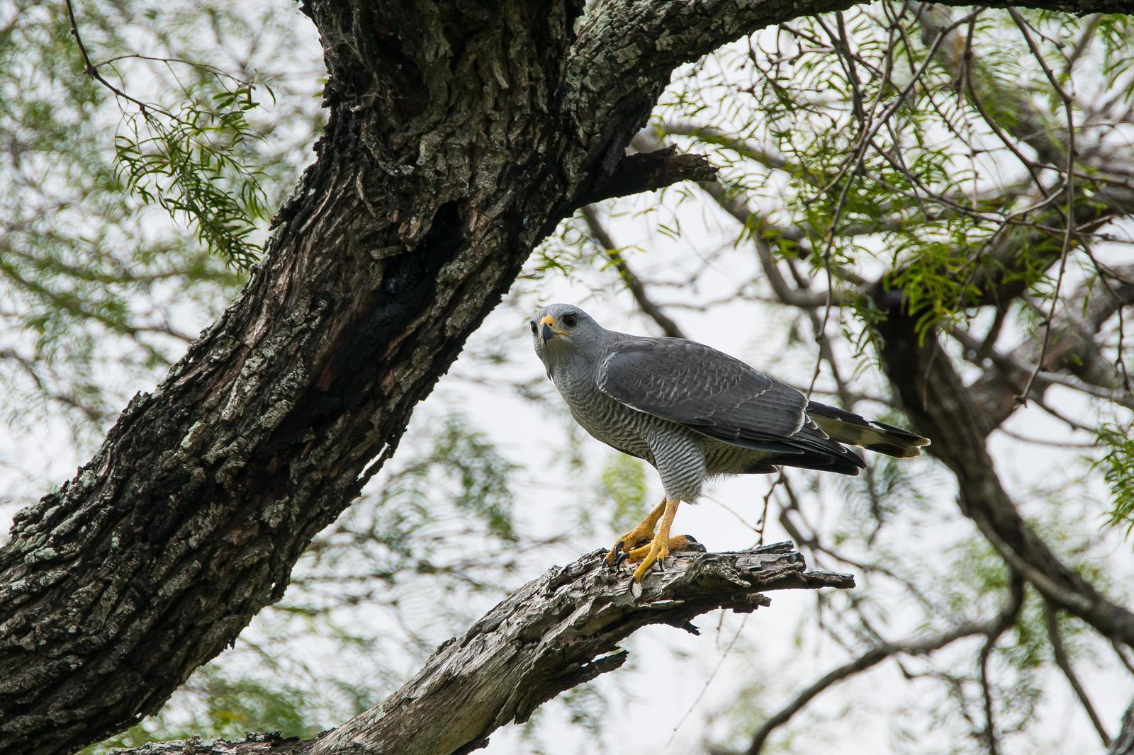 Gray Hawk Photo by Gerald Hoekstra