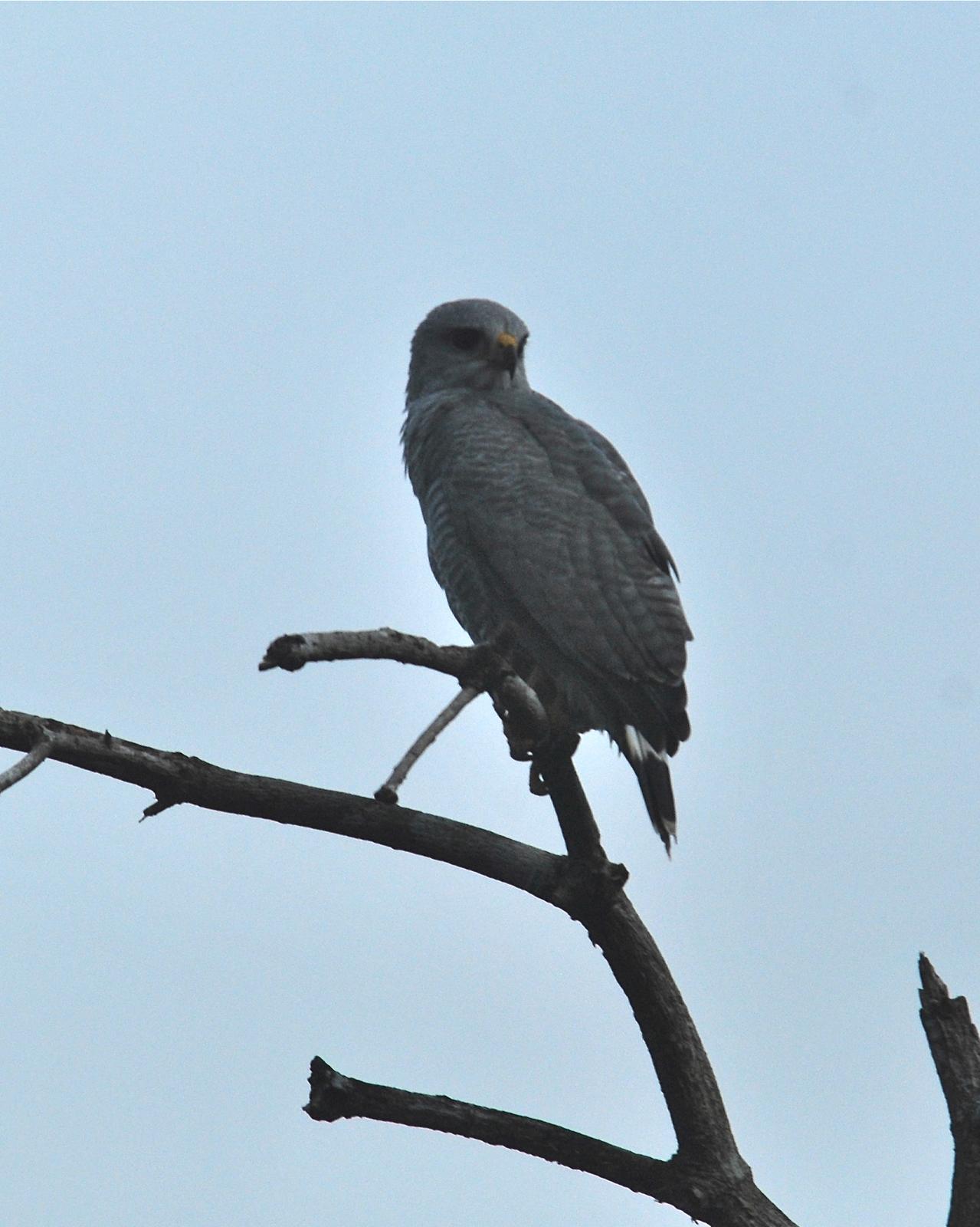 Gray-lined Hawk Photo by Jan Axel Cubilla