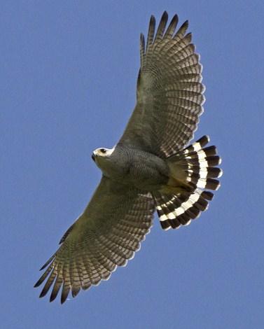 Gray-lined Hawk Photo by Michel Giraud-Audine