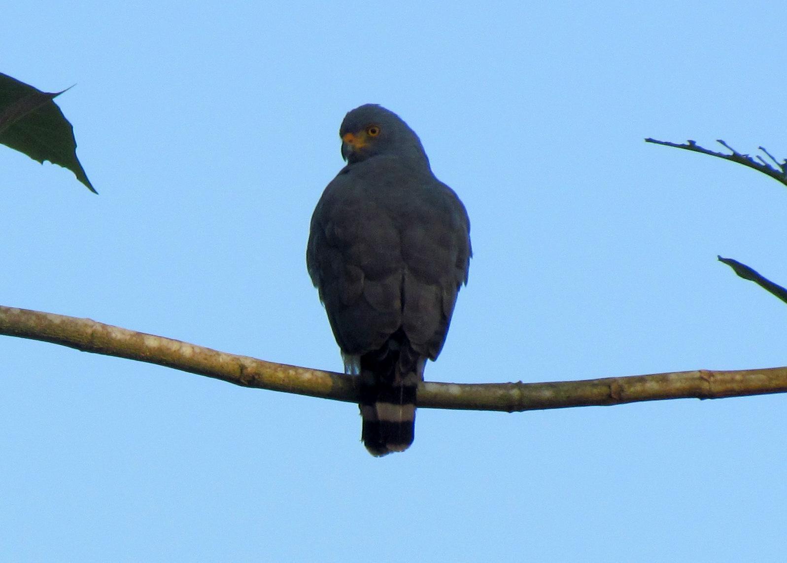 Gray-lined Hawk Photo by Jeff Harding