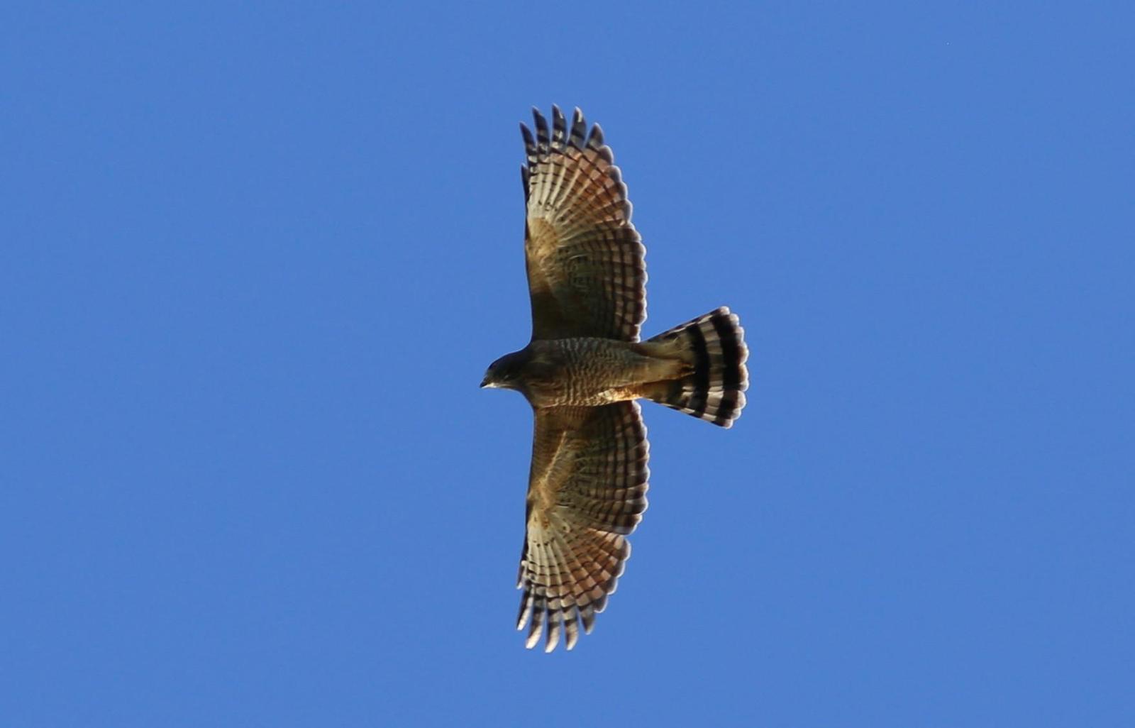 Gray-lined Hawk Photo by Rohan van Twest