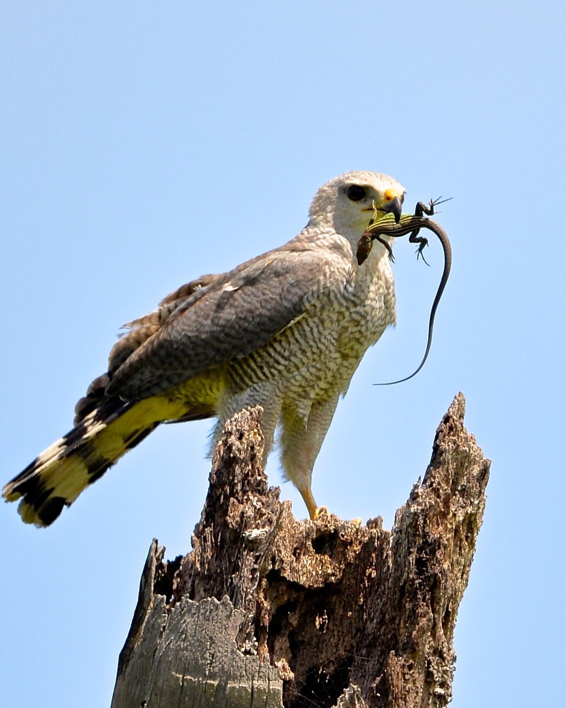 Gray-lined Hawk Photo by Gerald Friesen