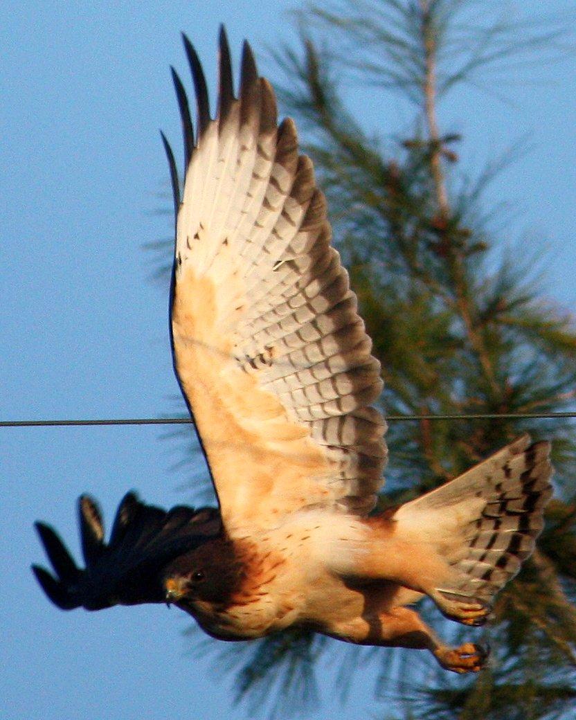 Short-tailed Hawk Photo by Andrew Core