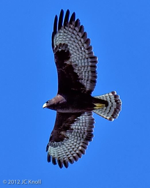 Short-tailed Hawk Photo by JC Knoll