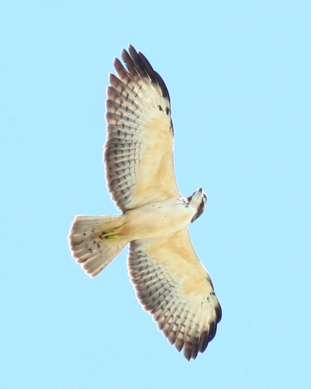 Short-tailed Hawk Photo by Kerry Ross