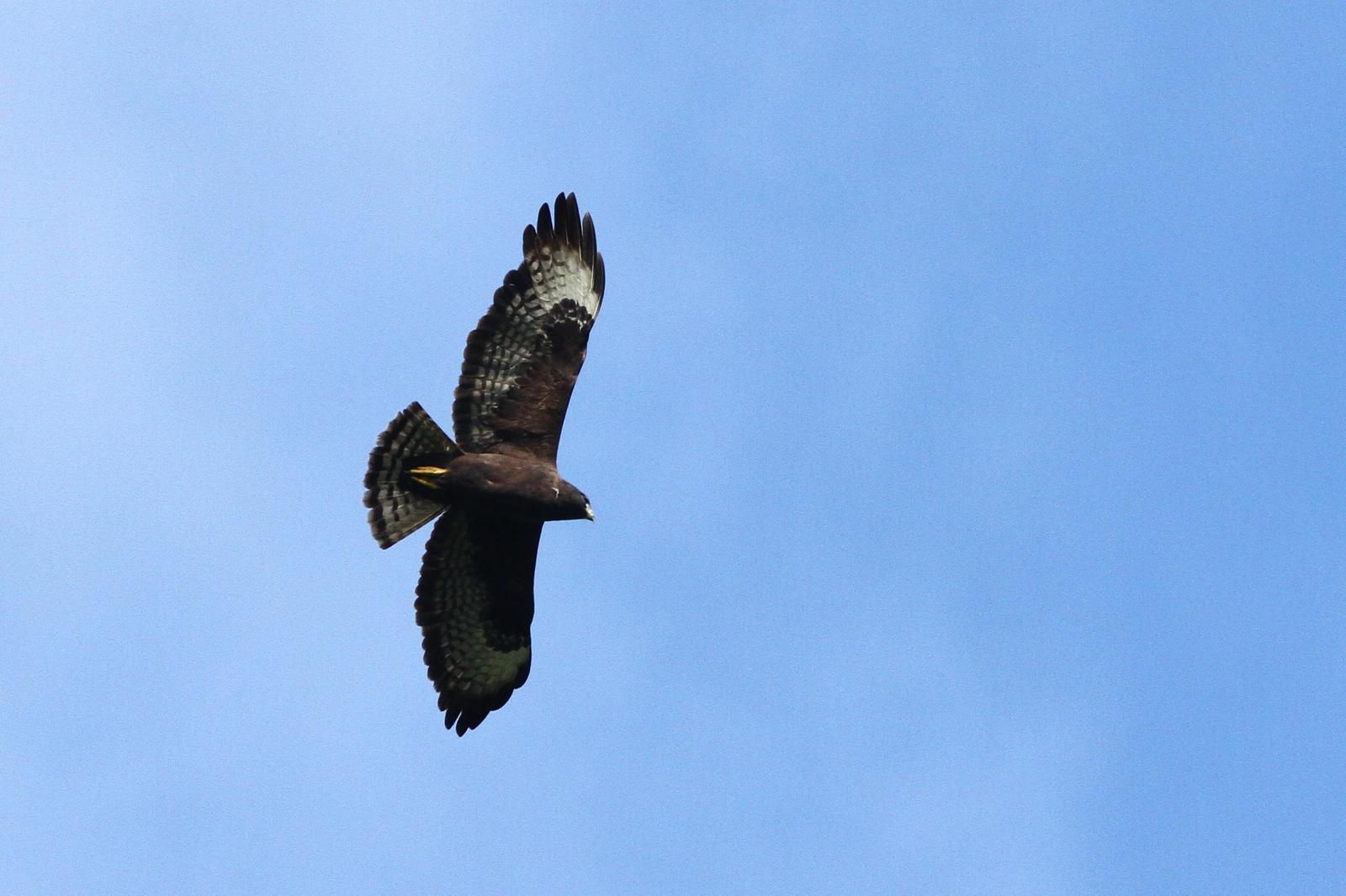 Short-tailed Hawk Photo by Alex Lamoreaux