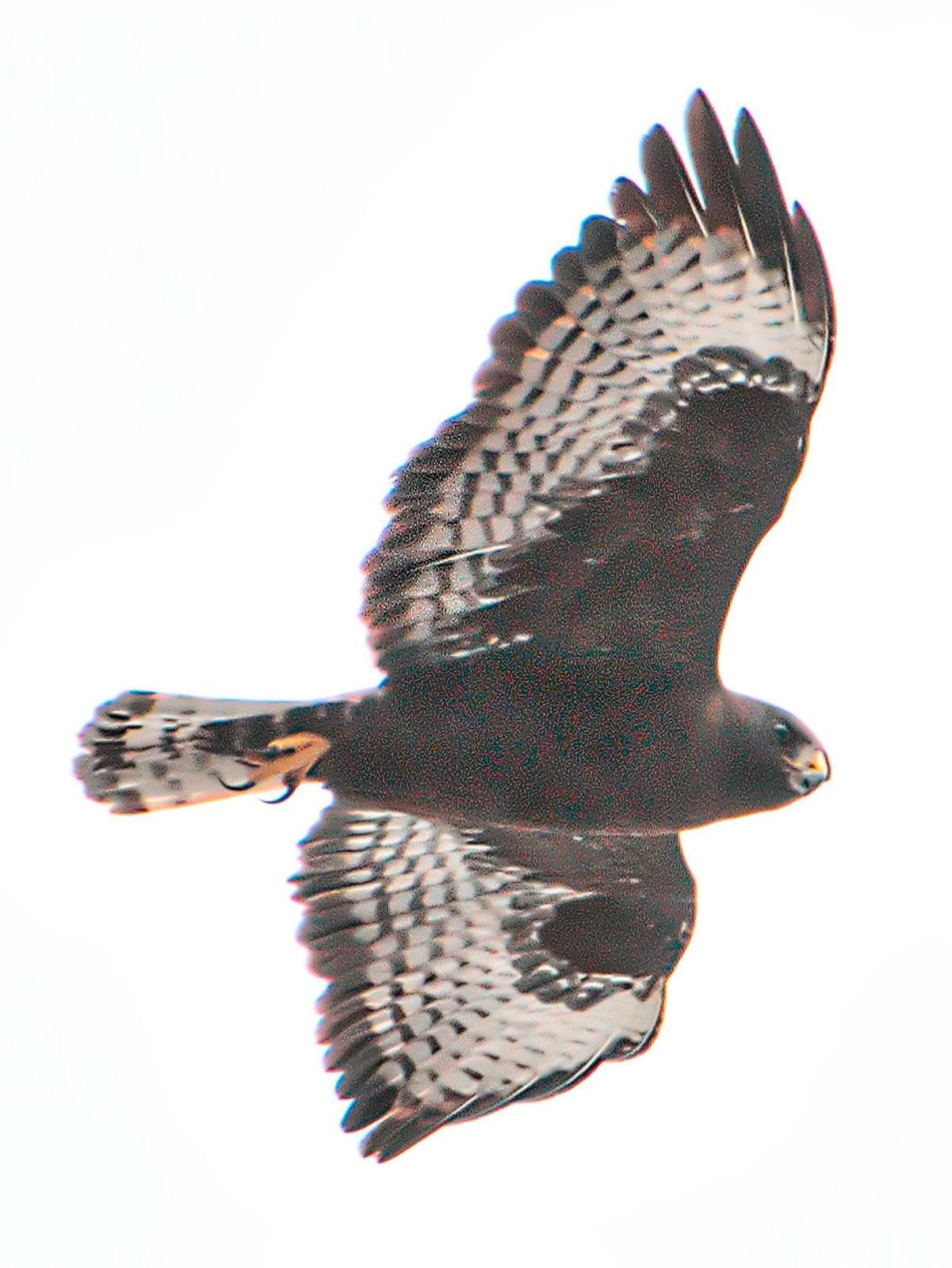 Short-tailed Hawk Photo by Dan Tallman