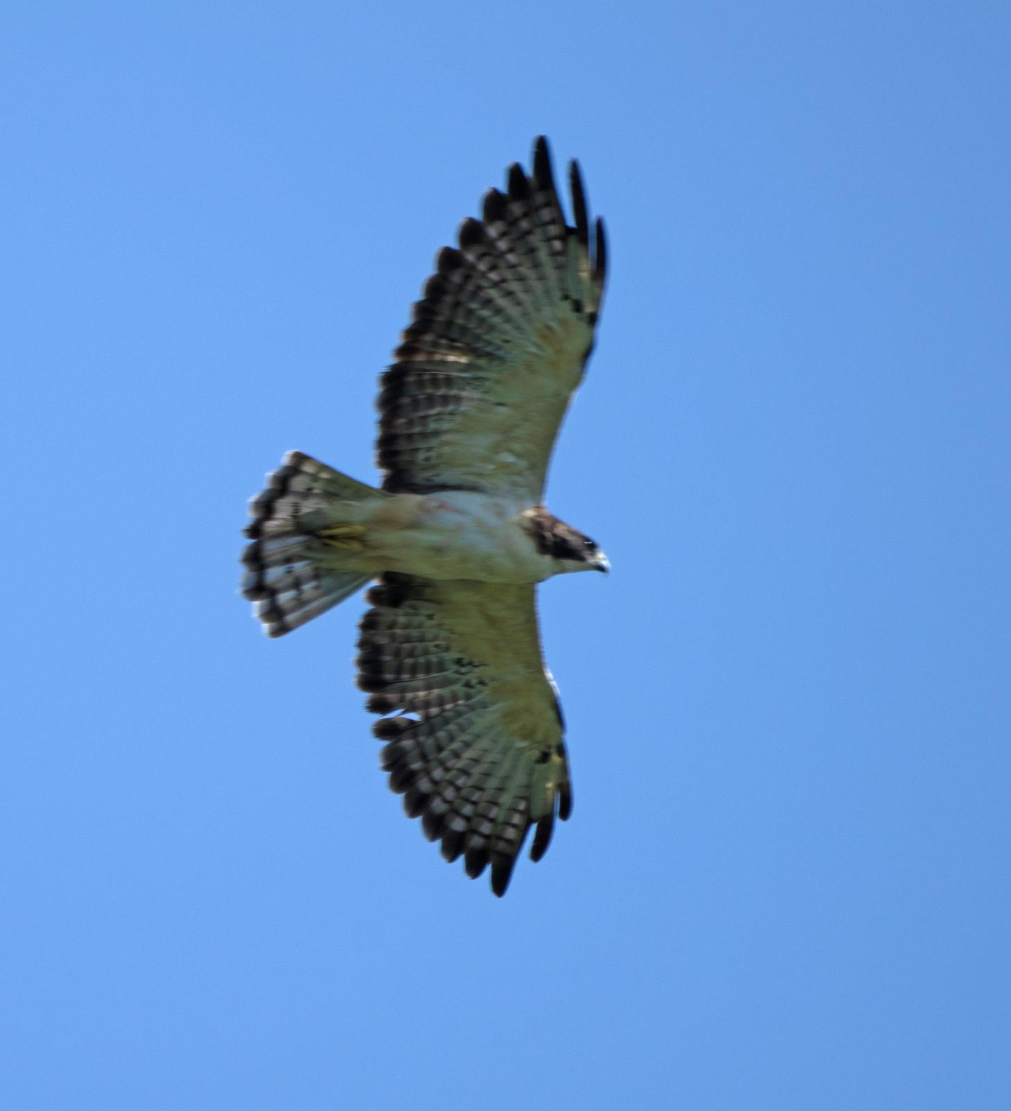 Short-tailed Hawk Photo by Scott Berglund