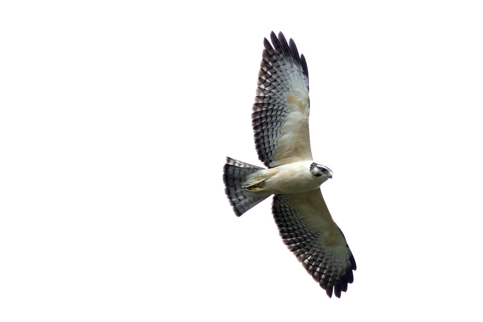 Short-tailed Hawk Photo by Marcelo Padua