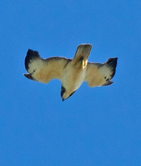 Short-tailed Hawk Photo by Scott Berglund