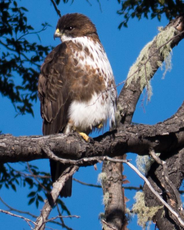 White-throated Hawk Photo by Randy Siebert