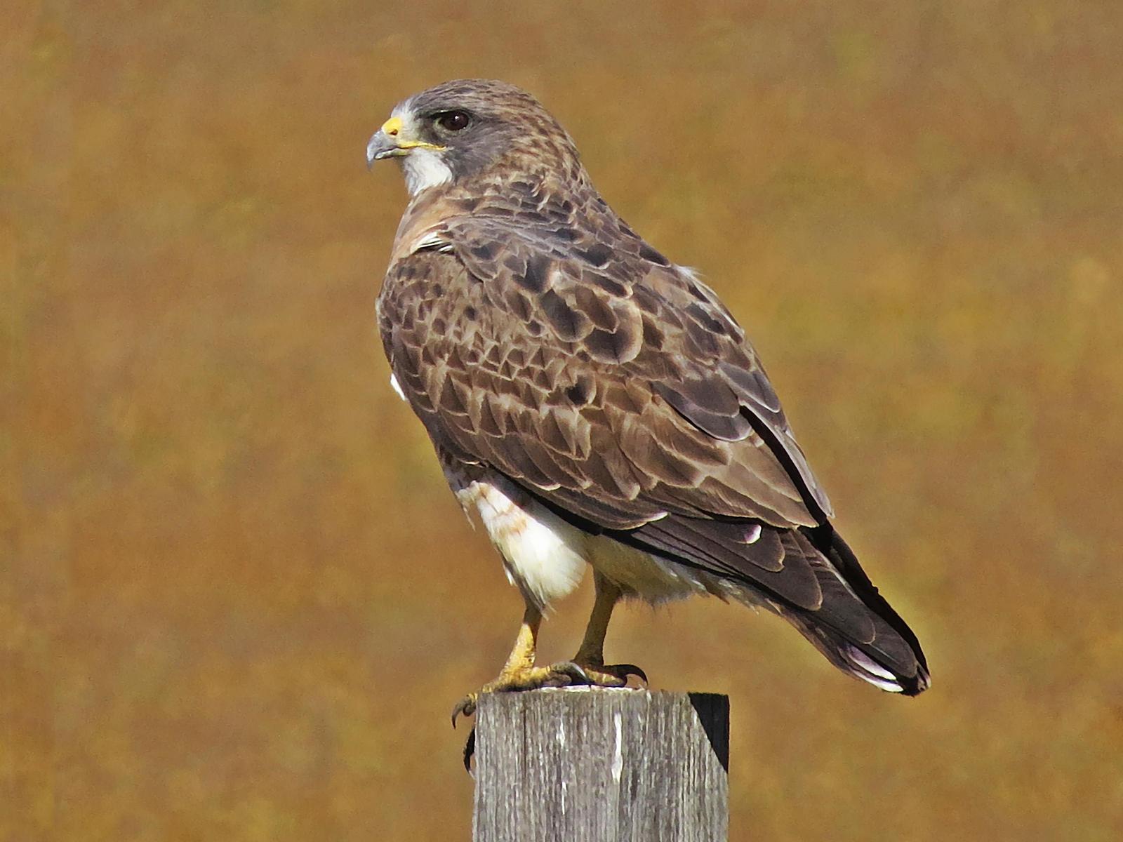 Swainson's Hawk Photo by Bob Neugebauer