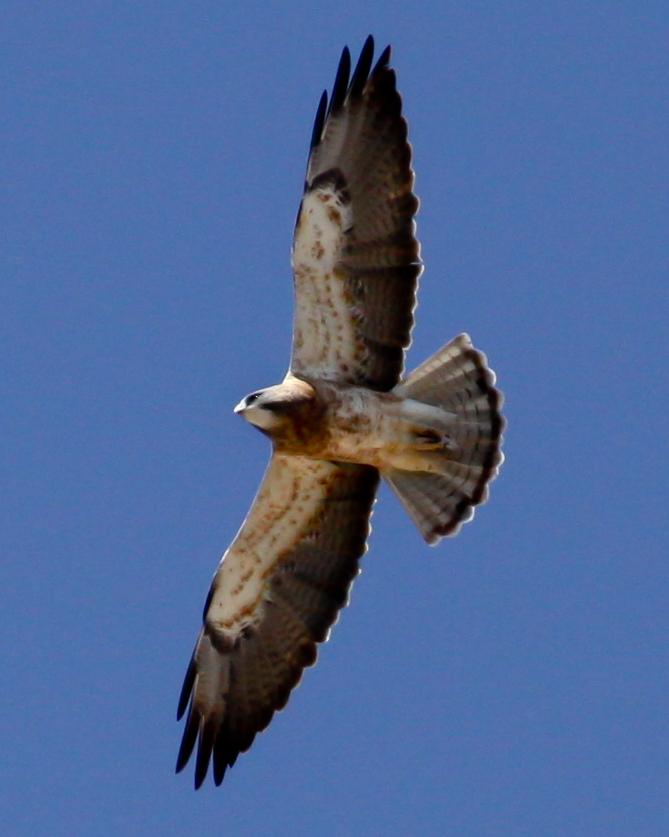Swainson's Hawk Photo by Nathan Renn