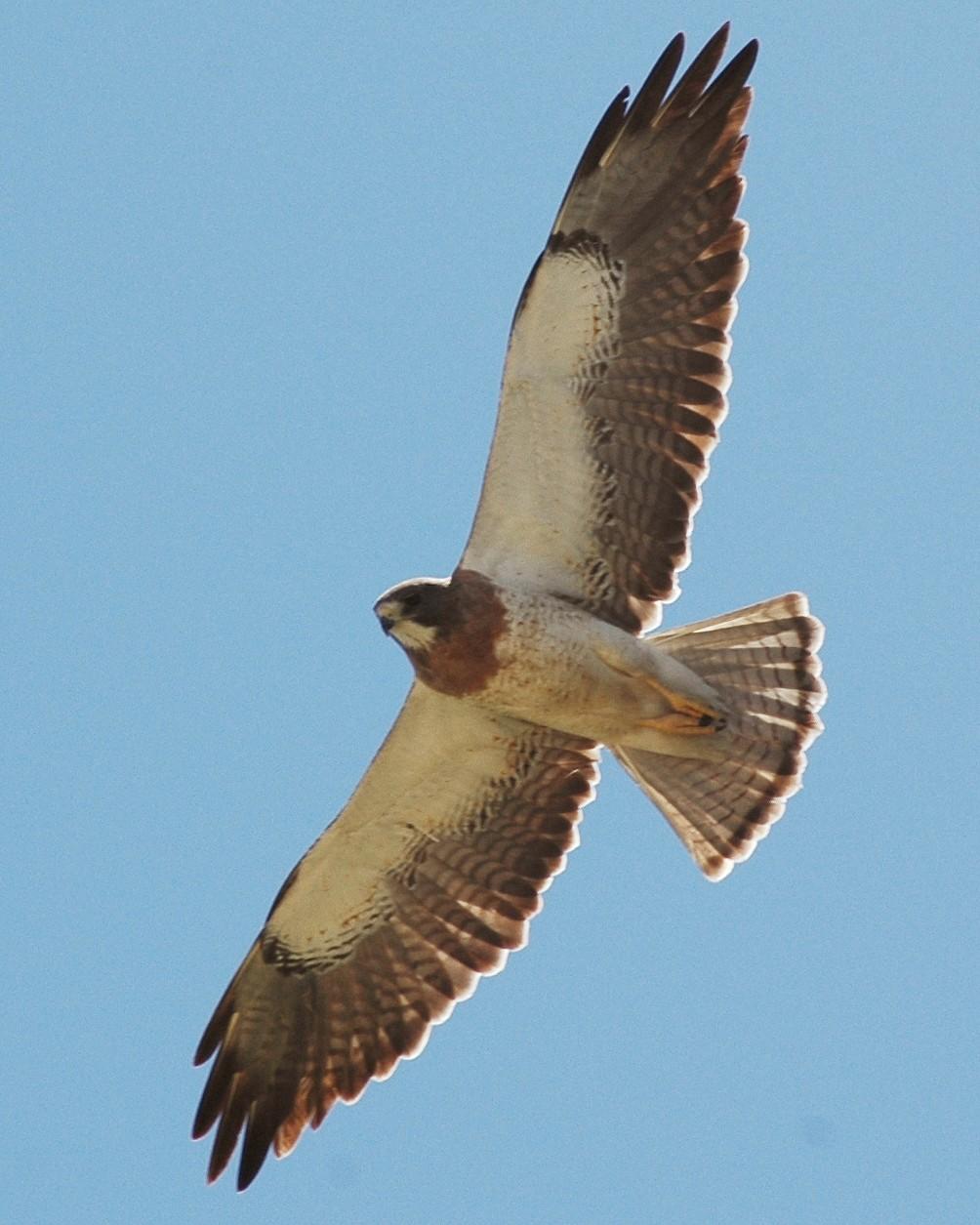 Swainson's Hawk Photo by David Hollie
