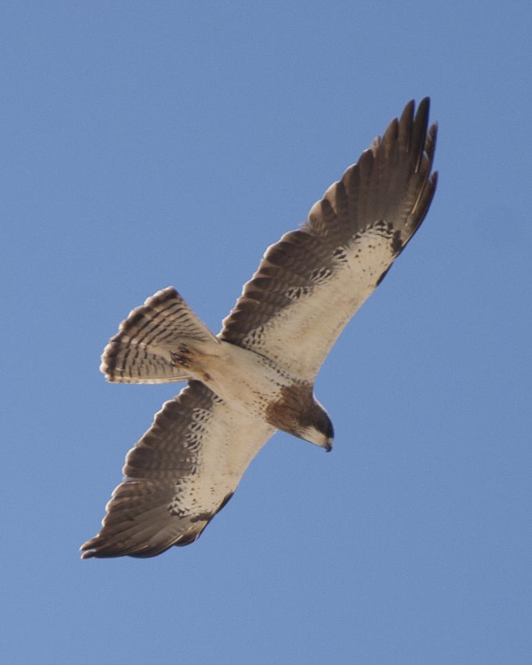 Swainson's Hawk Photo by Jeff Moore
