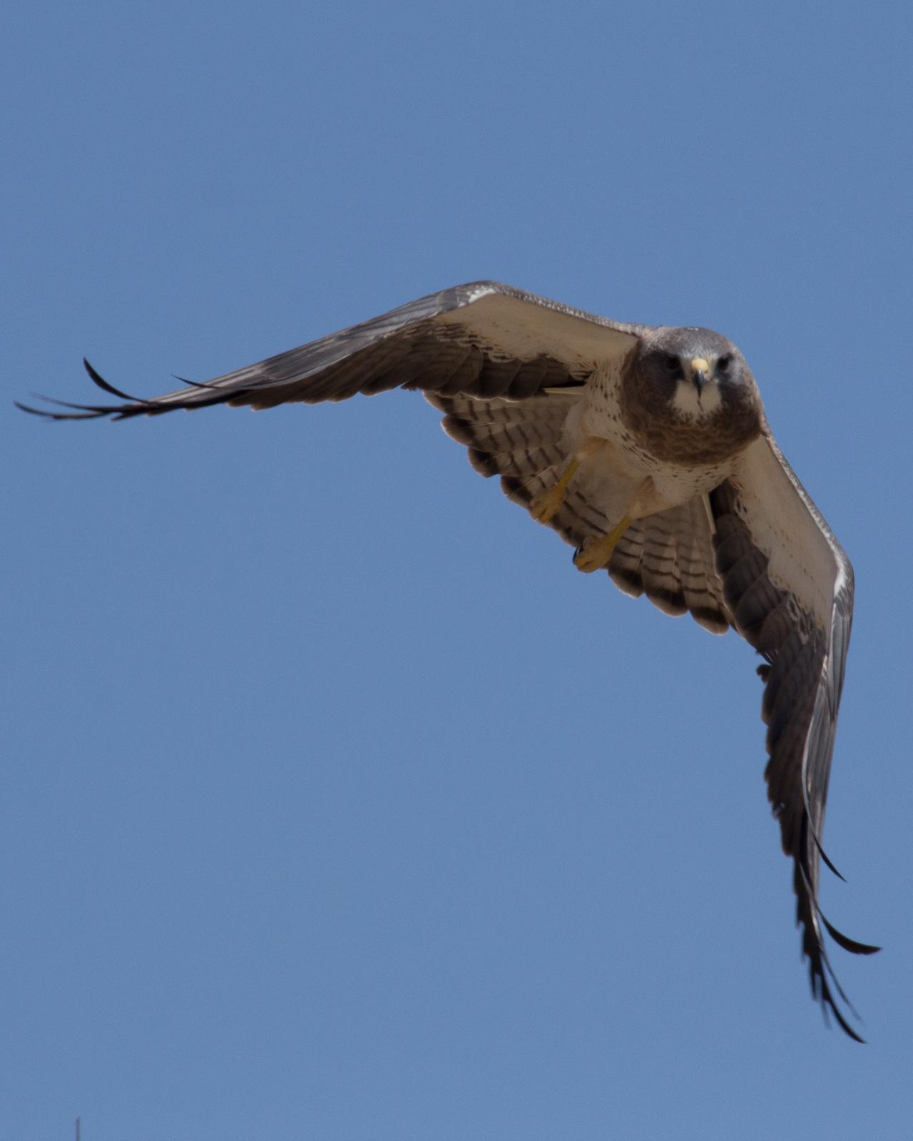 Swainson's Hawk Photo by Anita Strawn de Ojeda