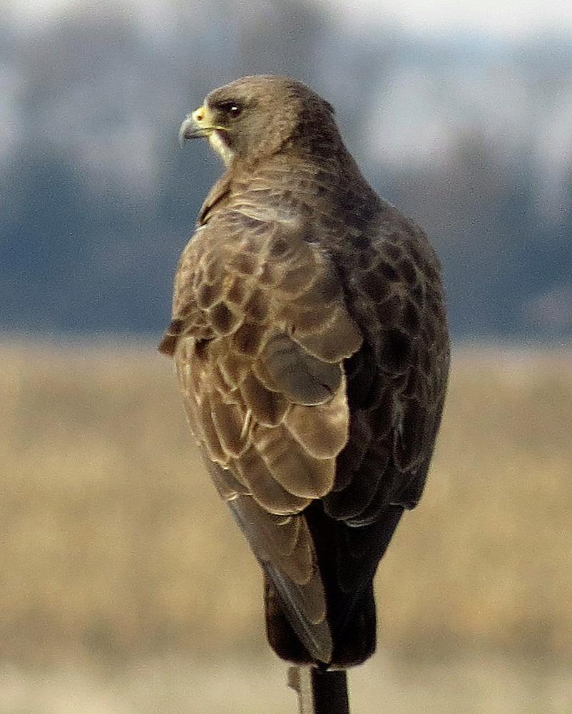 Swainson's Hawk Photo by Kelly Preheim