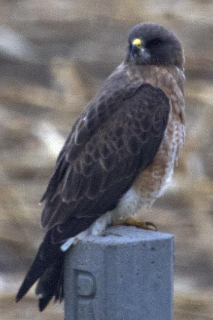 Swainson's Hawk Photo by Dan Tallman