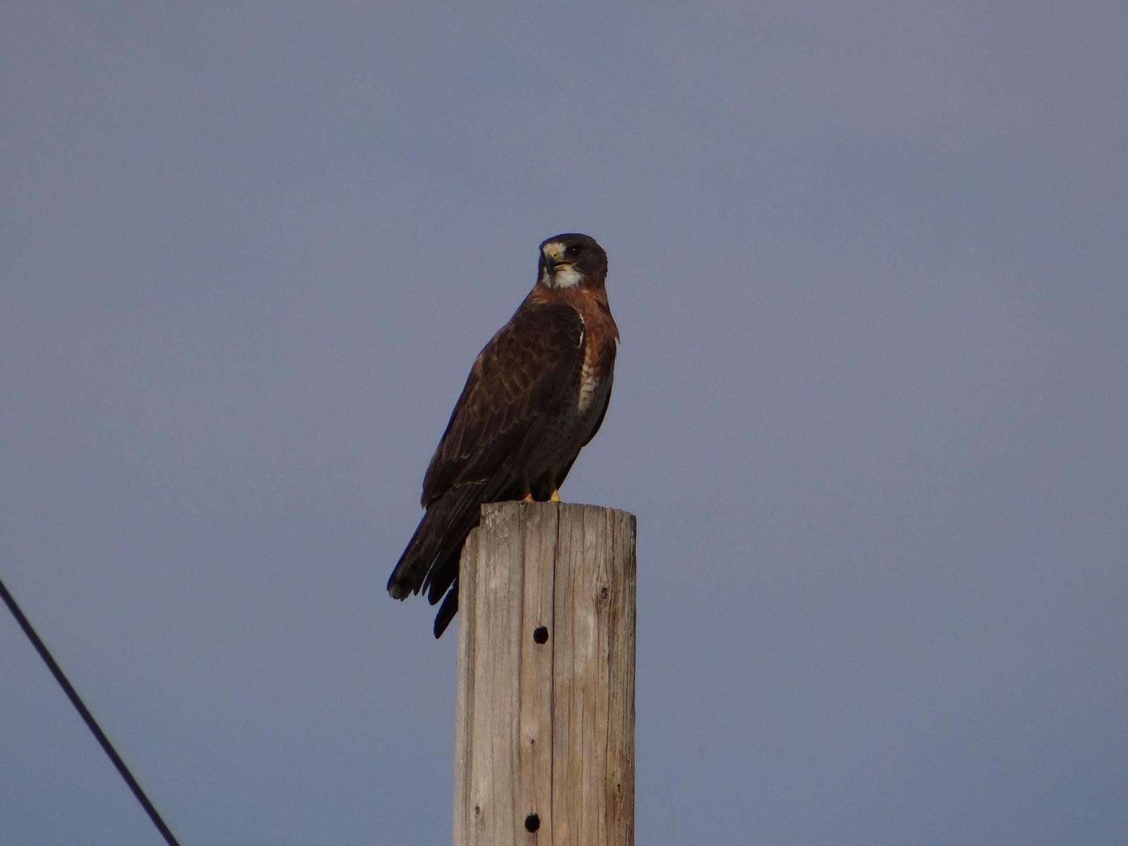 Swainson's Hawk Photo by Jeff Hardy