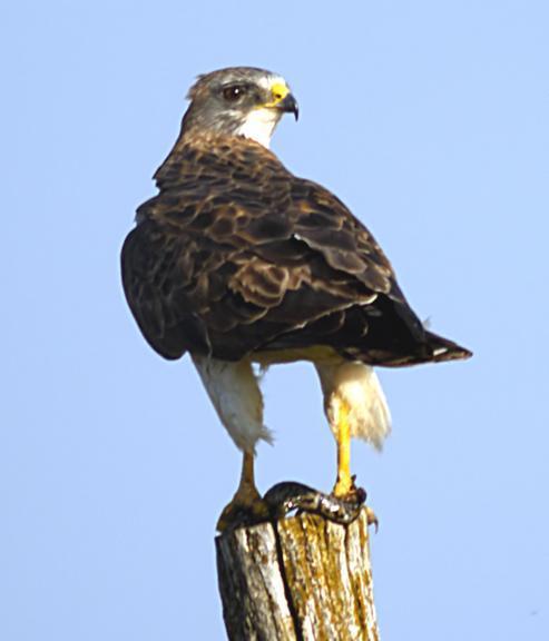 Swainson's Hawk Photo by Dan Tallman