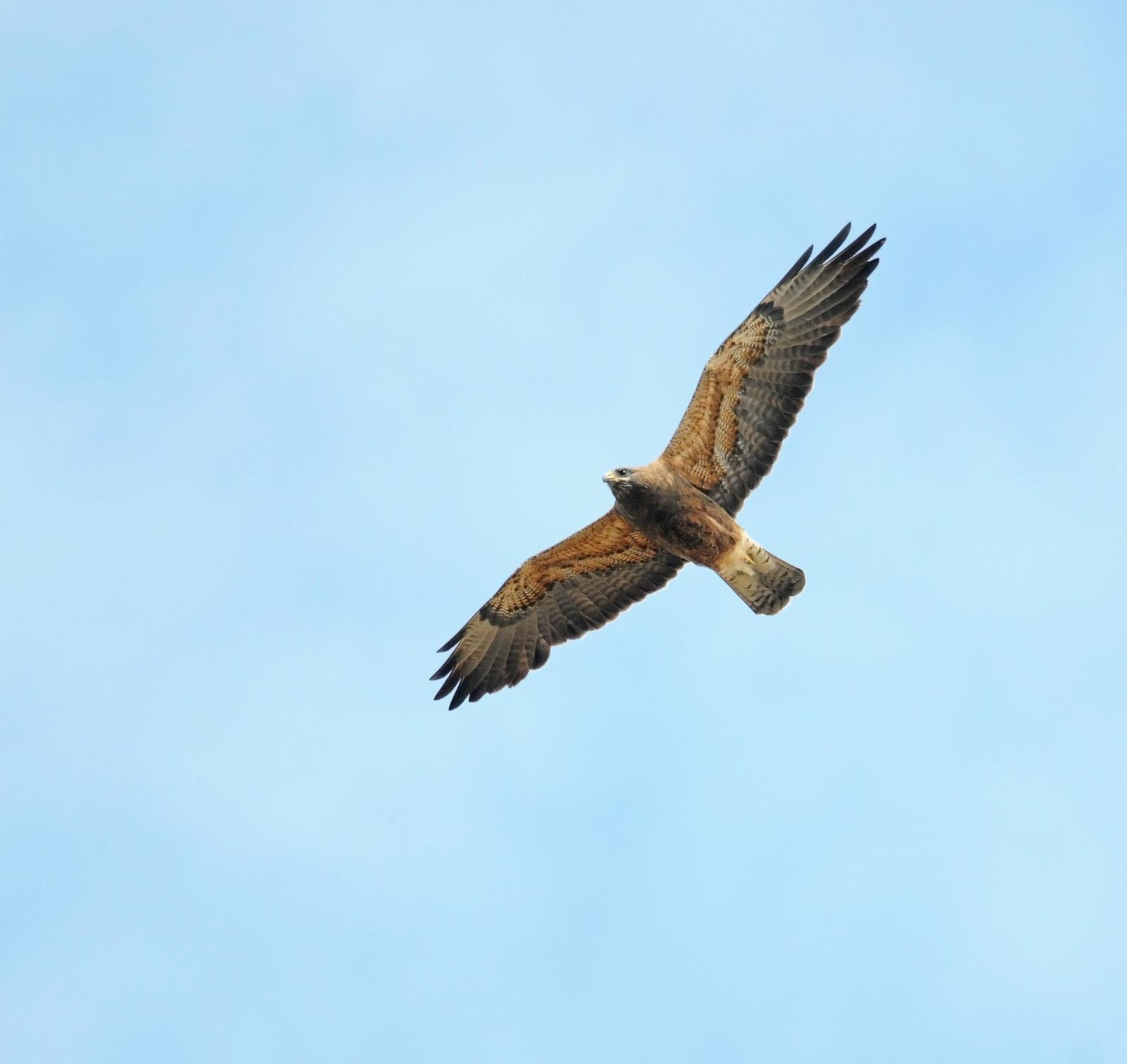 Swainson's Hawk Photo by Steven Mlodinow
